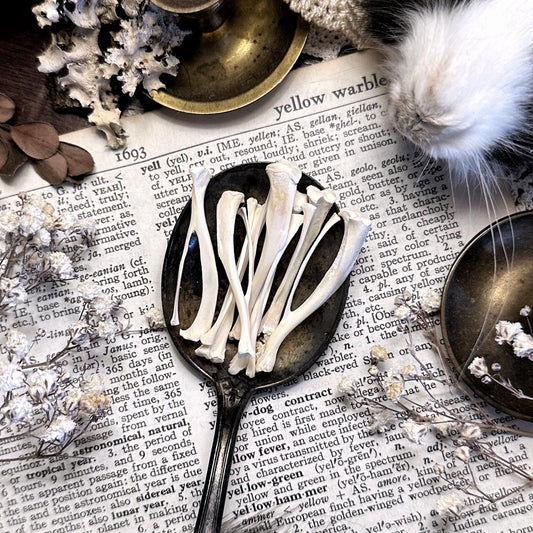 One Real Rat Tibia Bone – No. 01