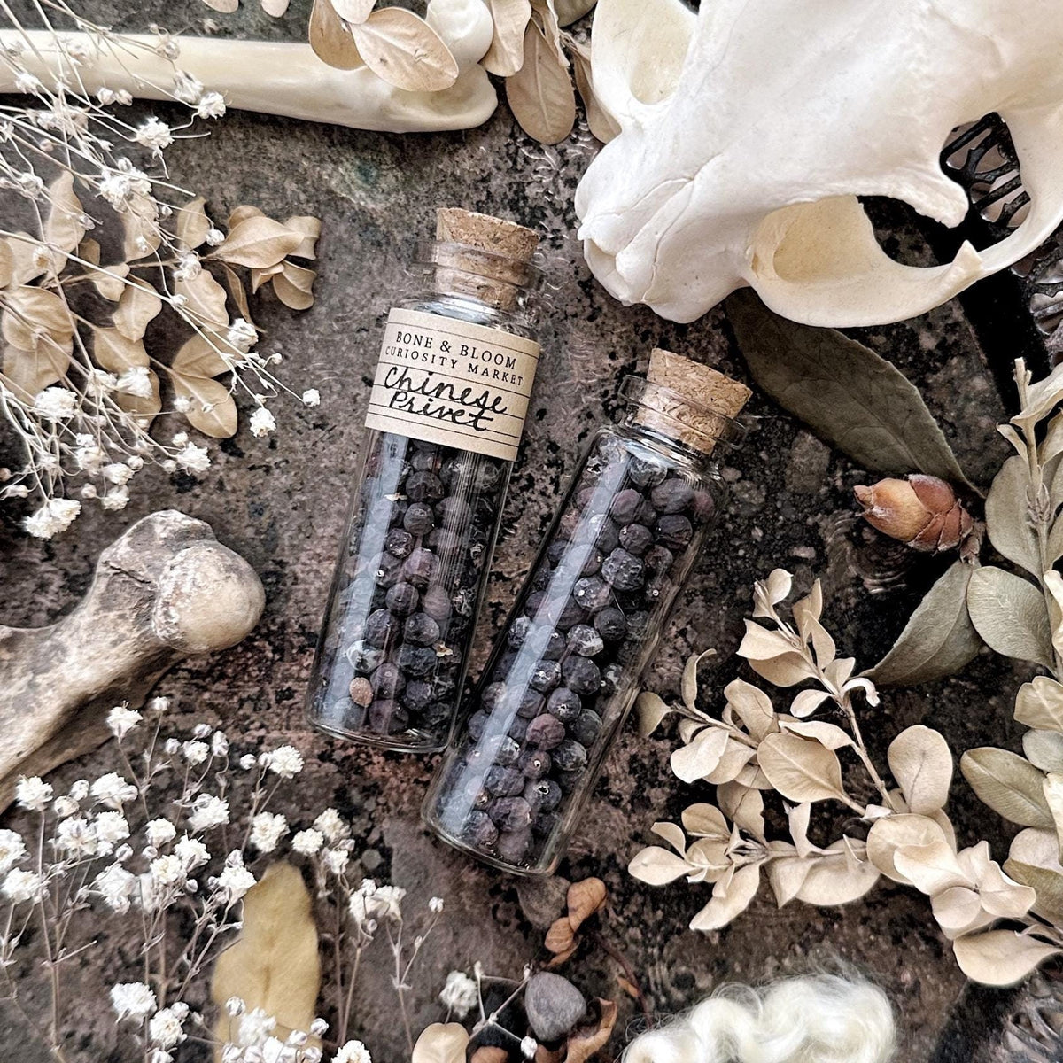 Dried Chinese Privet Berries in Glass Vial
