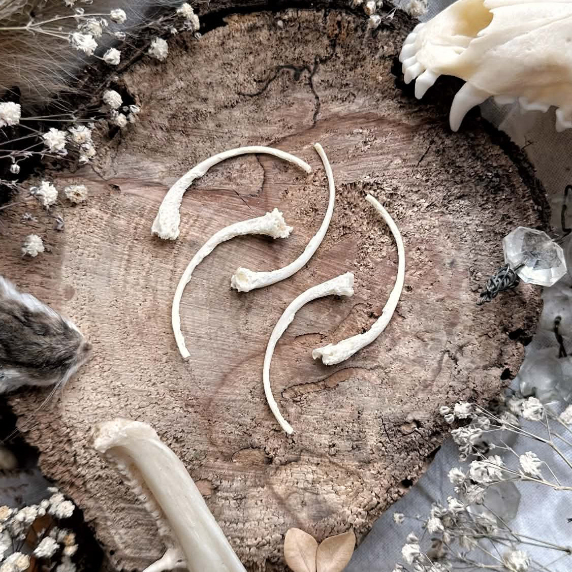 Collection of 5 Real Pathological Emerald Tree Boa Snake Rib Bones – No. 03