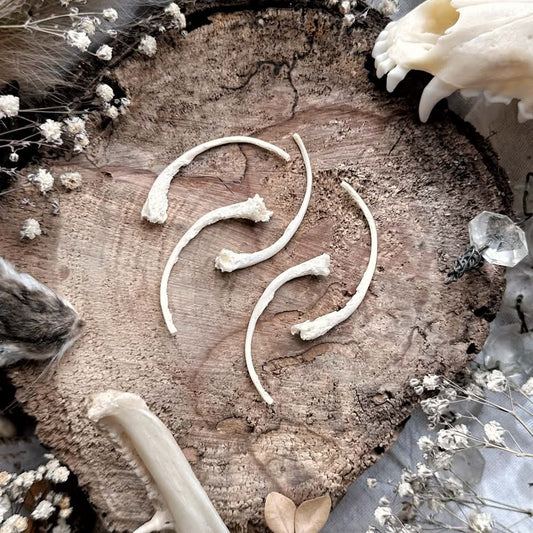Collection of 5 Real Pathological Emerald Tree Boa Snake Rib Bones – No. 03