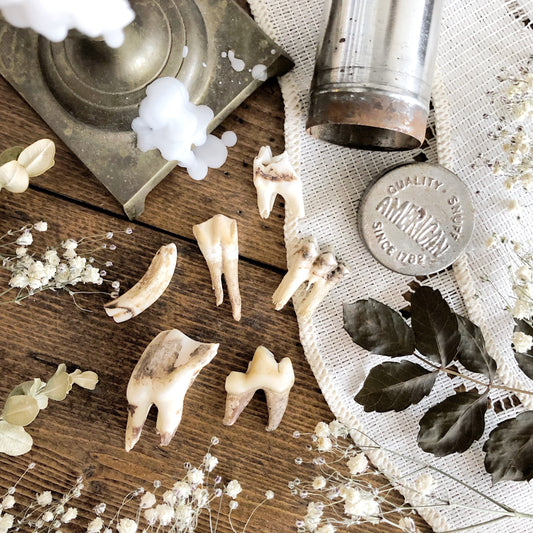 Real Rustic Tooth Collection in Vintage Snuff Tin
