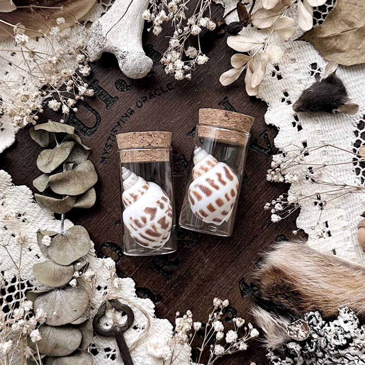 One Babylonia Shell in Glass Vial – No. 01
