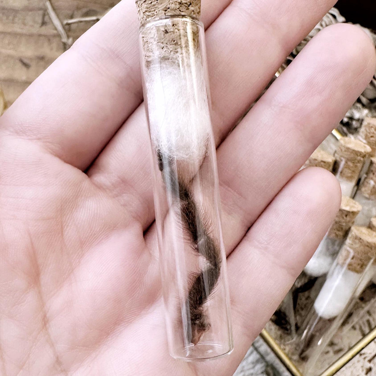 Petite Mystery Tarantula Leg in Glass Vial