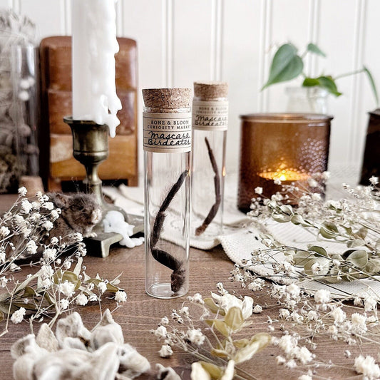 Mascara Birdeater Tarantula Leg in Glass Vial – No. 01