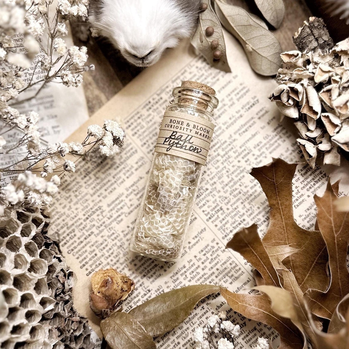 Real Ball Python Snake Skin in Glass Vial