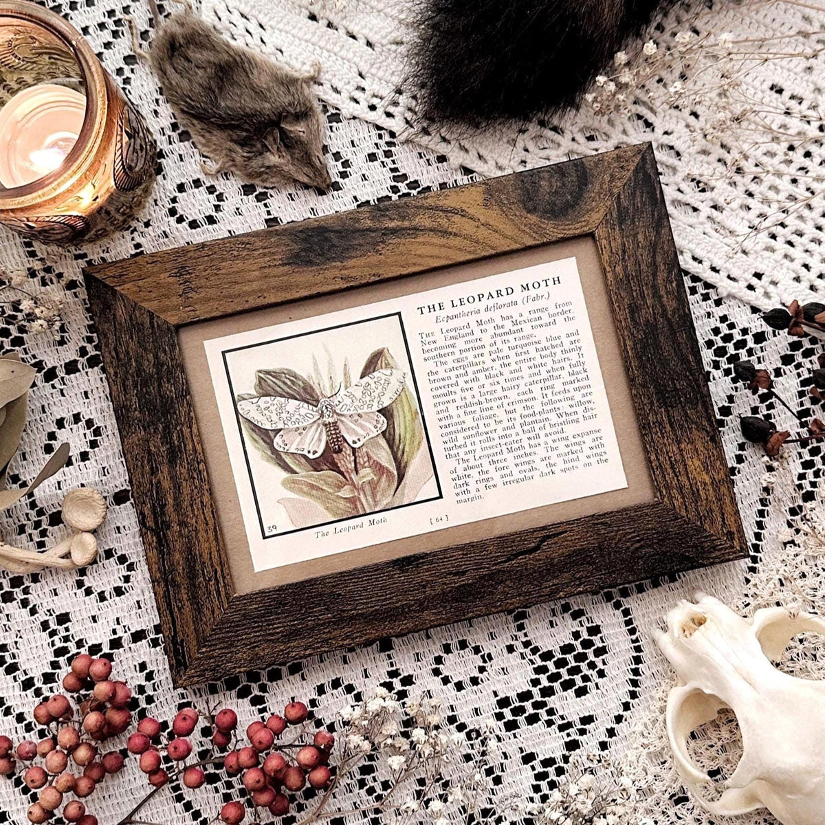 1934 The Leopard Moth – 4x6 Framed Vintage 1930's Book Page