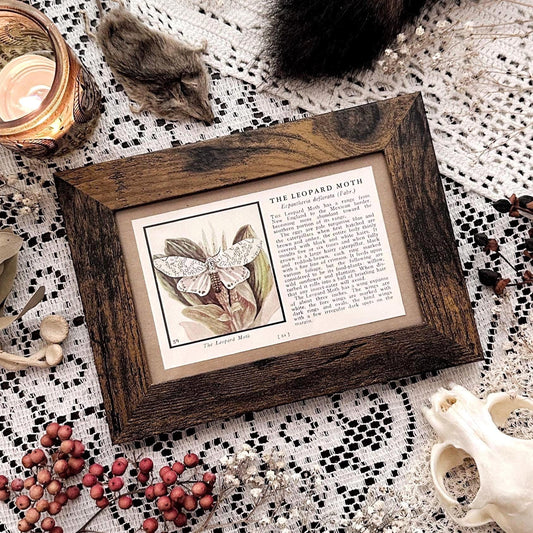 1934 The Leopard Moth – 4x6 Framed Vintage 1930's Book Page