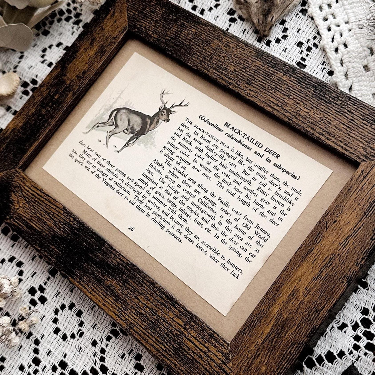 1938 The Black-Tailed Deer – 4x6 Framed Vintage 1930's Book Page