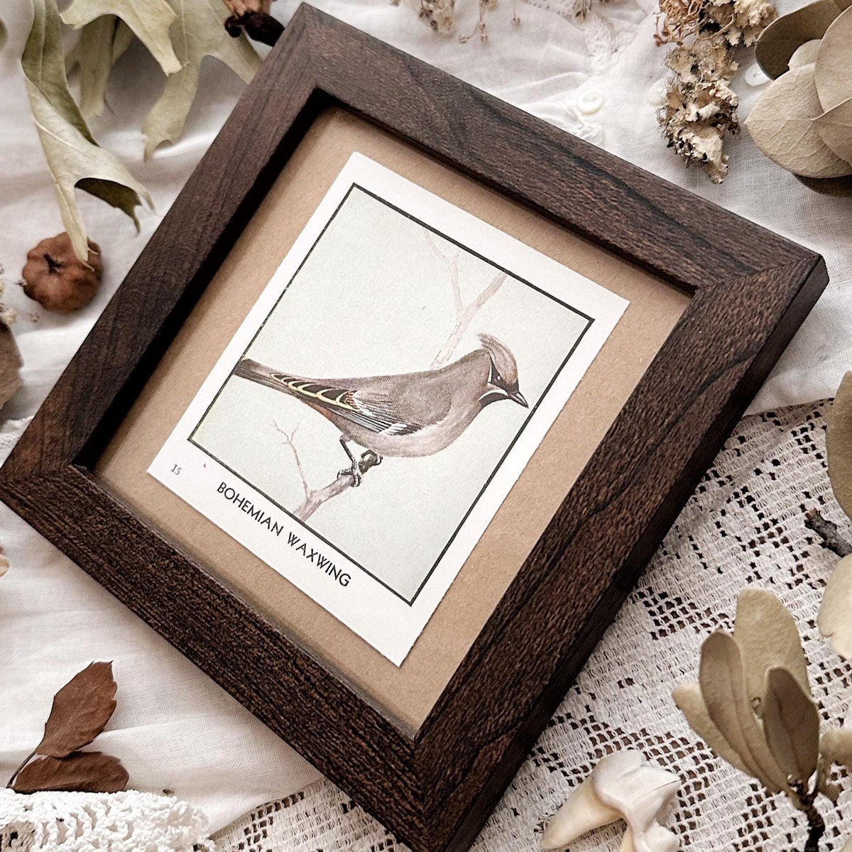 1931 The Bohemian Waxwing – 4x4 Framed Vintage 1930's Bird Print