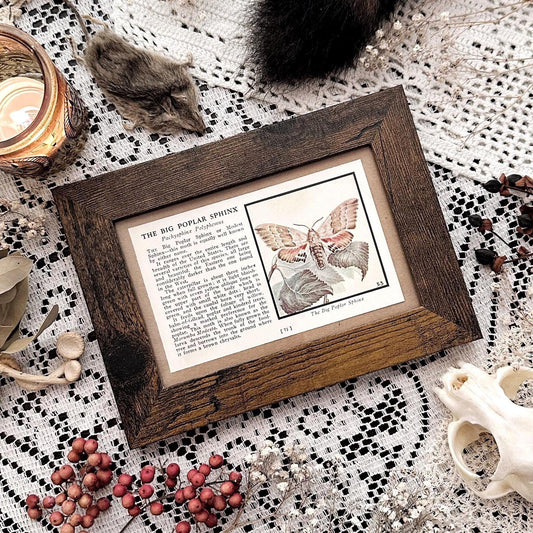 1934 Big Poplar Sphinx Moth – 4x6 Framed Vintage 1930's Book Page