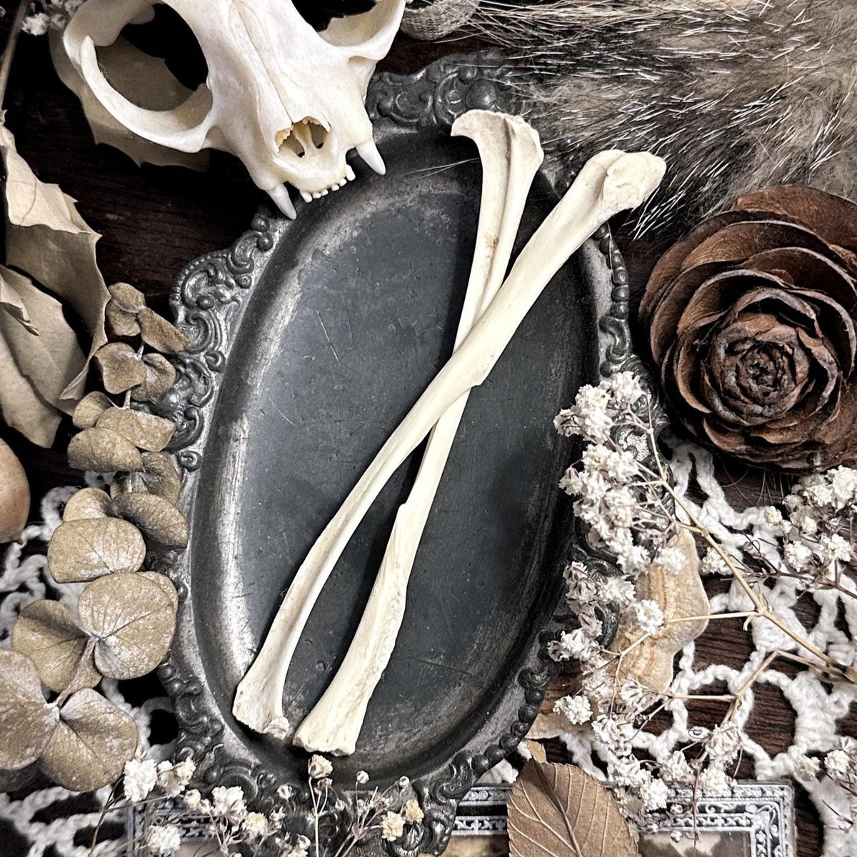 One Real Beaver Fibula Bone