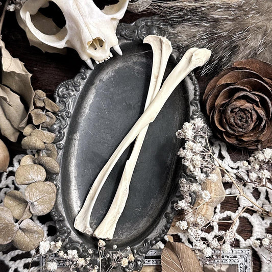 One Real Beaver Fibula Bone
