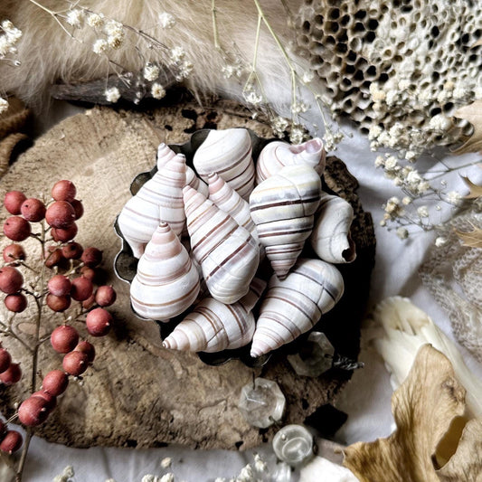 Collection of 3 Medium Candy Cane Snail Shells