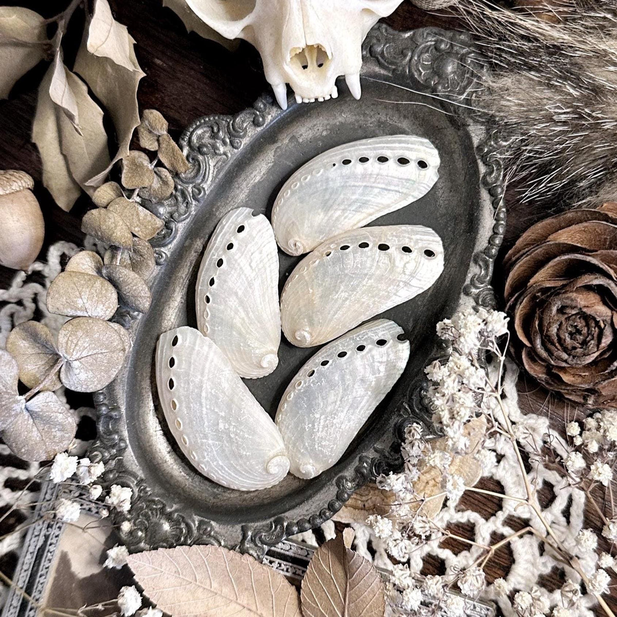 Collection of 5 Medium Pearl Abalone Shells