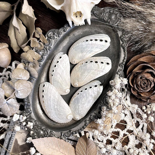 Collection of 5 Medium Pearl Abalone Shells