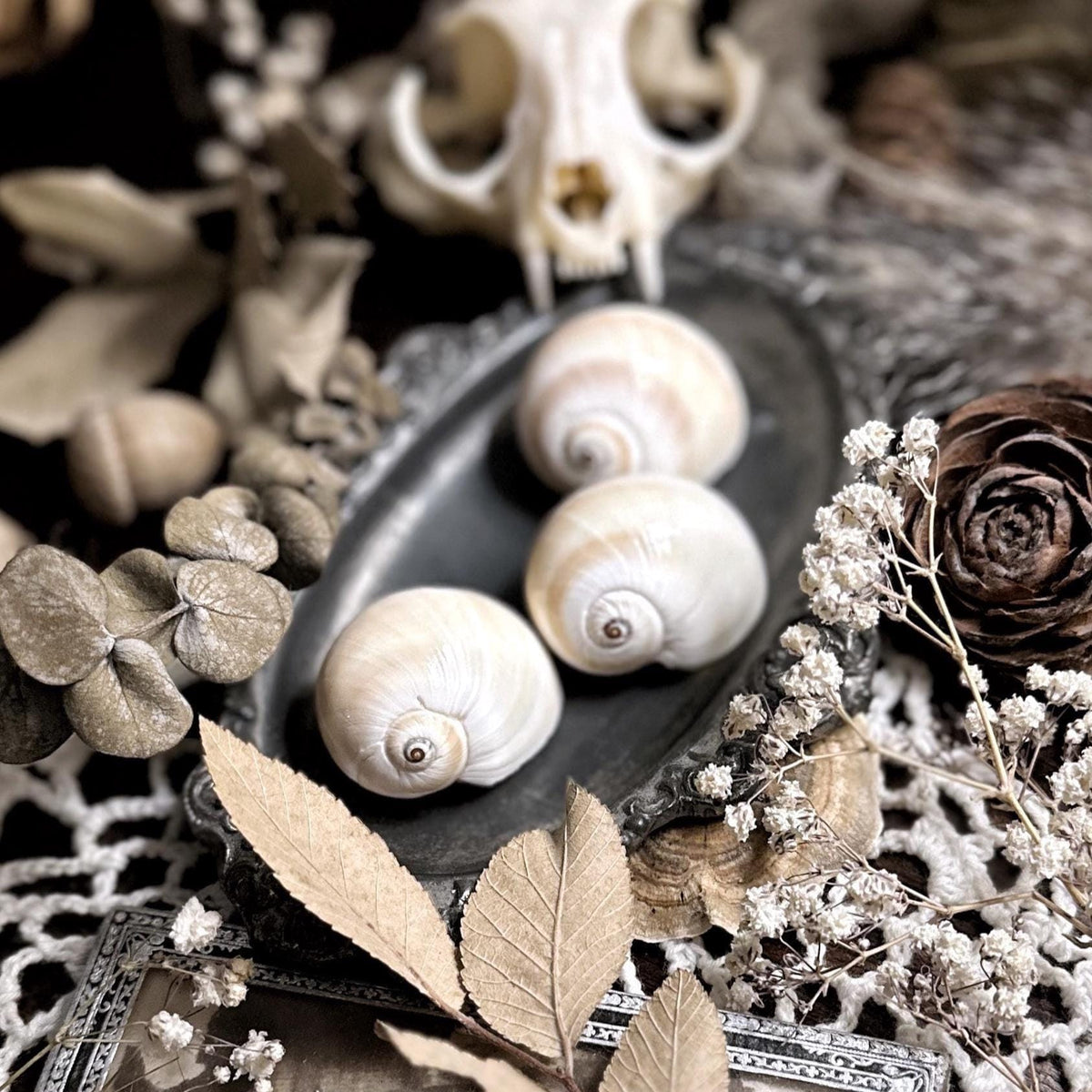 Collection of 3 Moon Shells