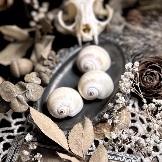 Collection of 3 Moon Shells