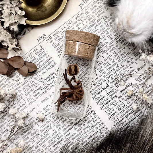 Pumpkin Patch Tarantula Molt in Glass Vial – No. 18
