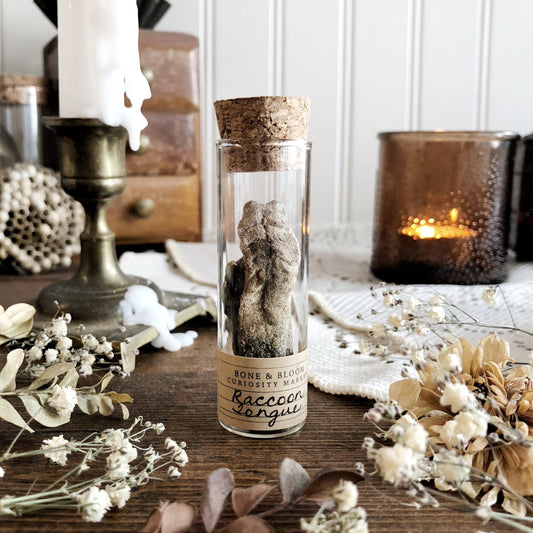 Real Mummified Raccoon Tongue in Glass Vial – No. 02