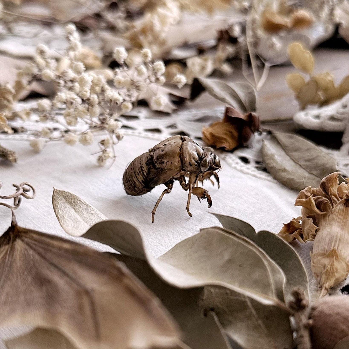 Real Hand Selected Cicada Molt in Mini Kraft Box – No. 01