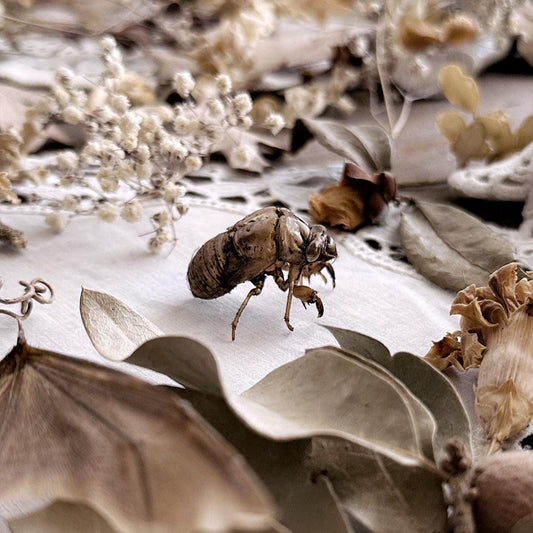 Real Hand Selected Cicada Molt in Mini Kraft Box – No. 01