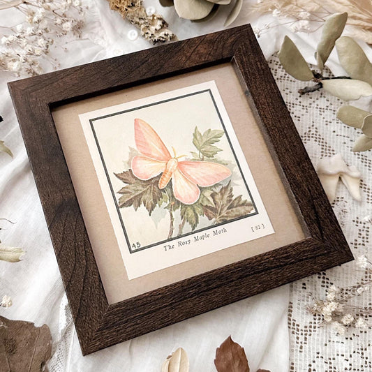 1934 The Rosy Maple Moth – 4x4 Framed Vintage 1930's Print