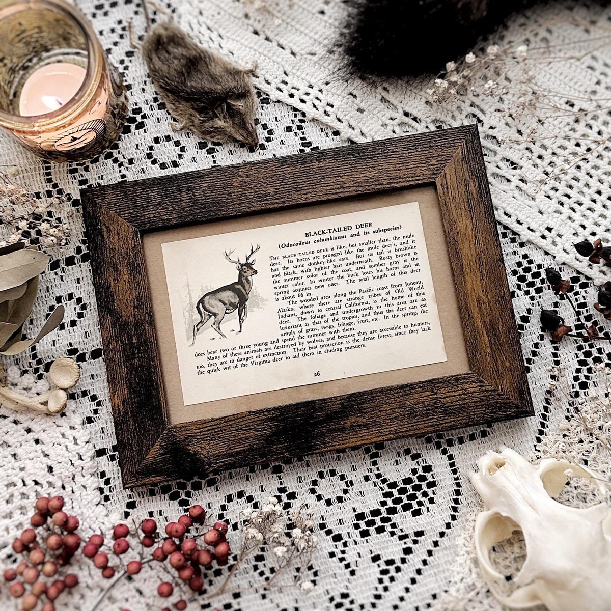 1938 The Black-Tailed Deer – 4x6 Framed Vintage 1930's Book Page