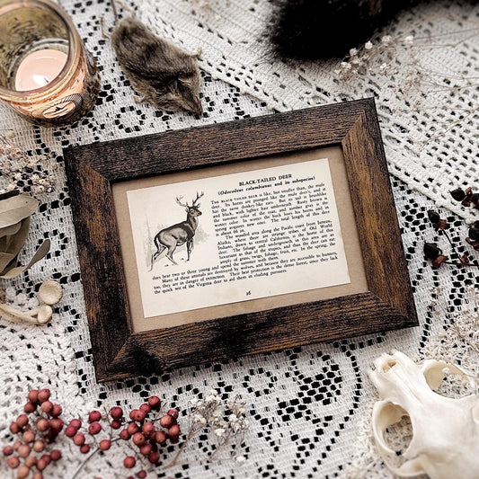 1938 The Black-Tailed Deer – 4x6 Framed Vintage 1930's Book Page