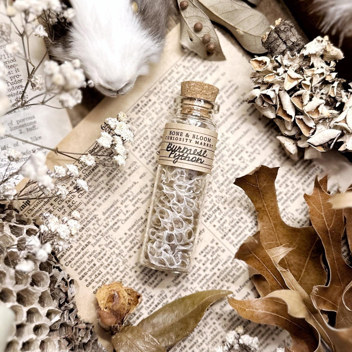 Real Burmese Python Snake Skin in Glass Vial