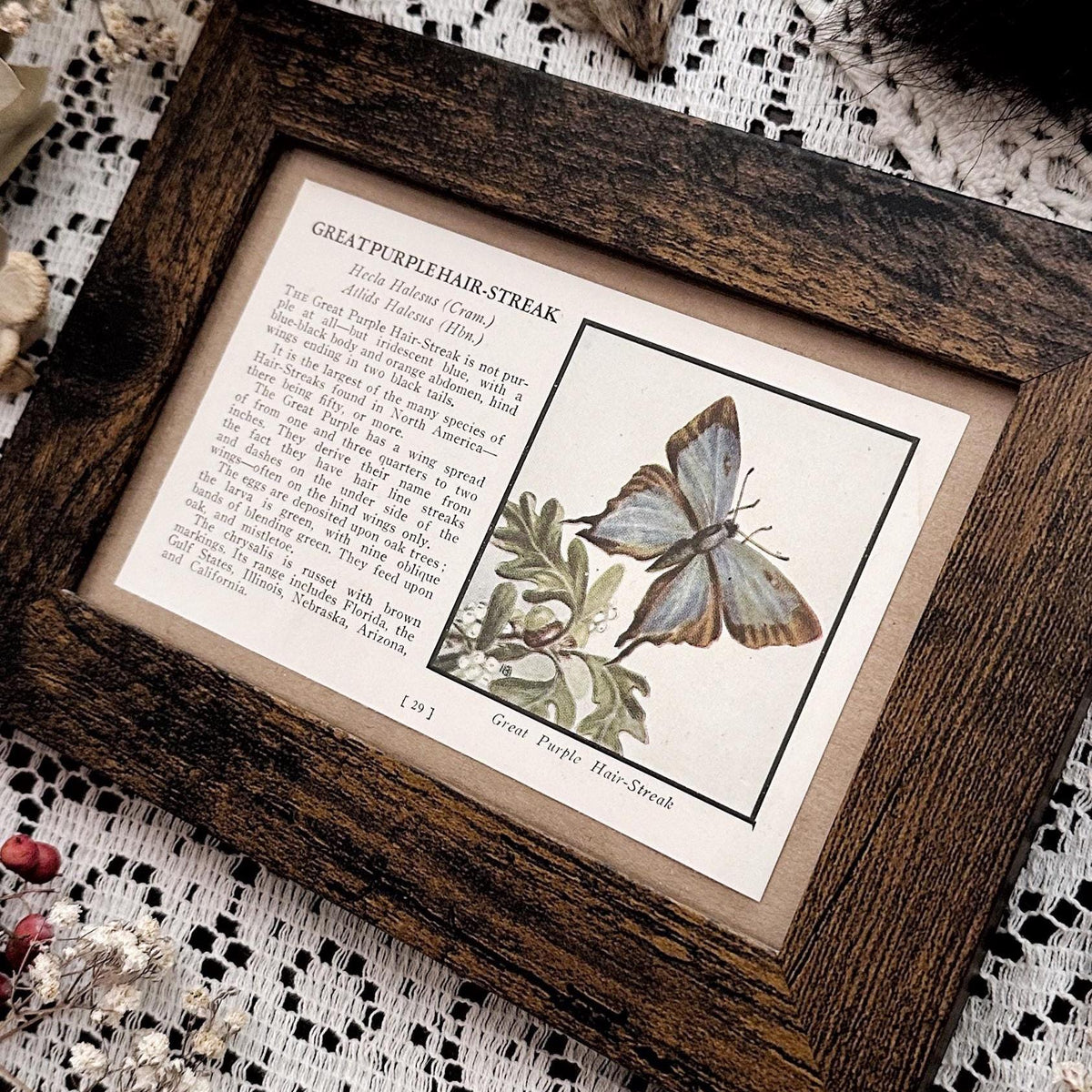 1934 Great Purple Hair-Streak Butterfly – 4x6 Framed Vintage 1930's Book Page