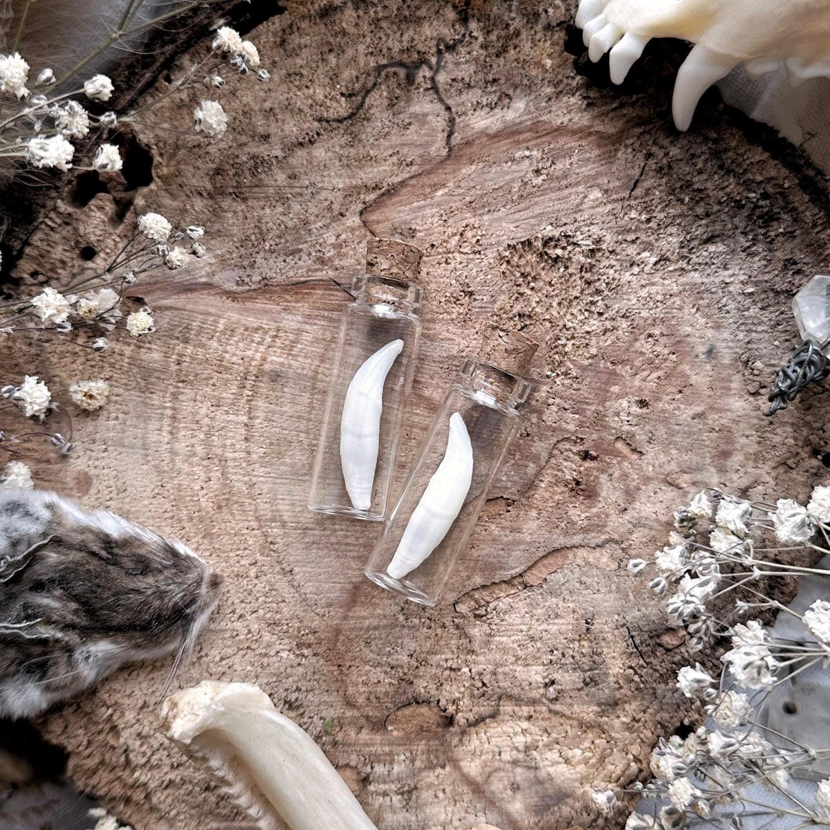 One Real Raccoon Canine Tooth in Tiny Glass Vial