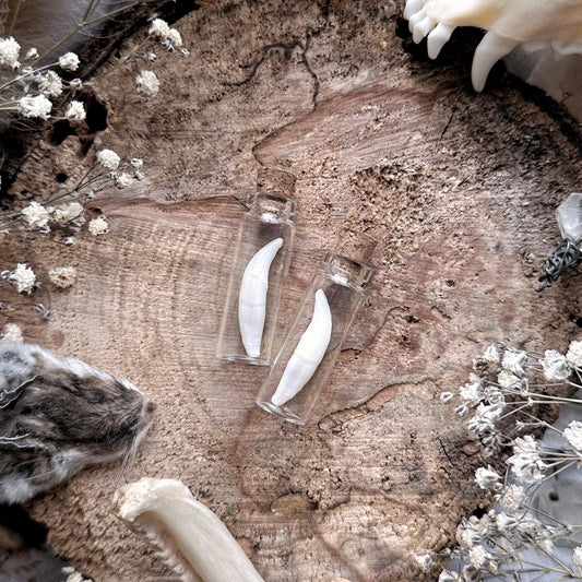One Real Raccoon Canine Tooth in Tiny Glass Vial