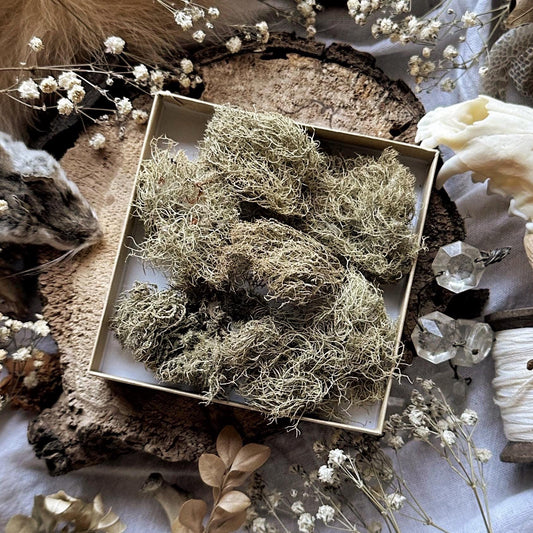 Dried Lichen Collection in Kraft Box – No. 04