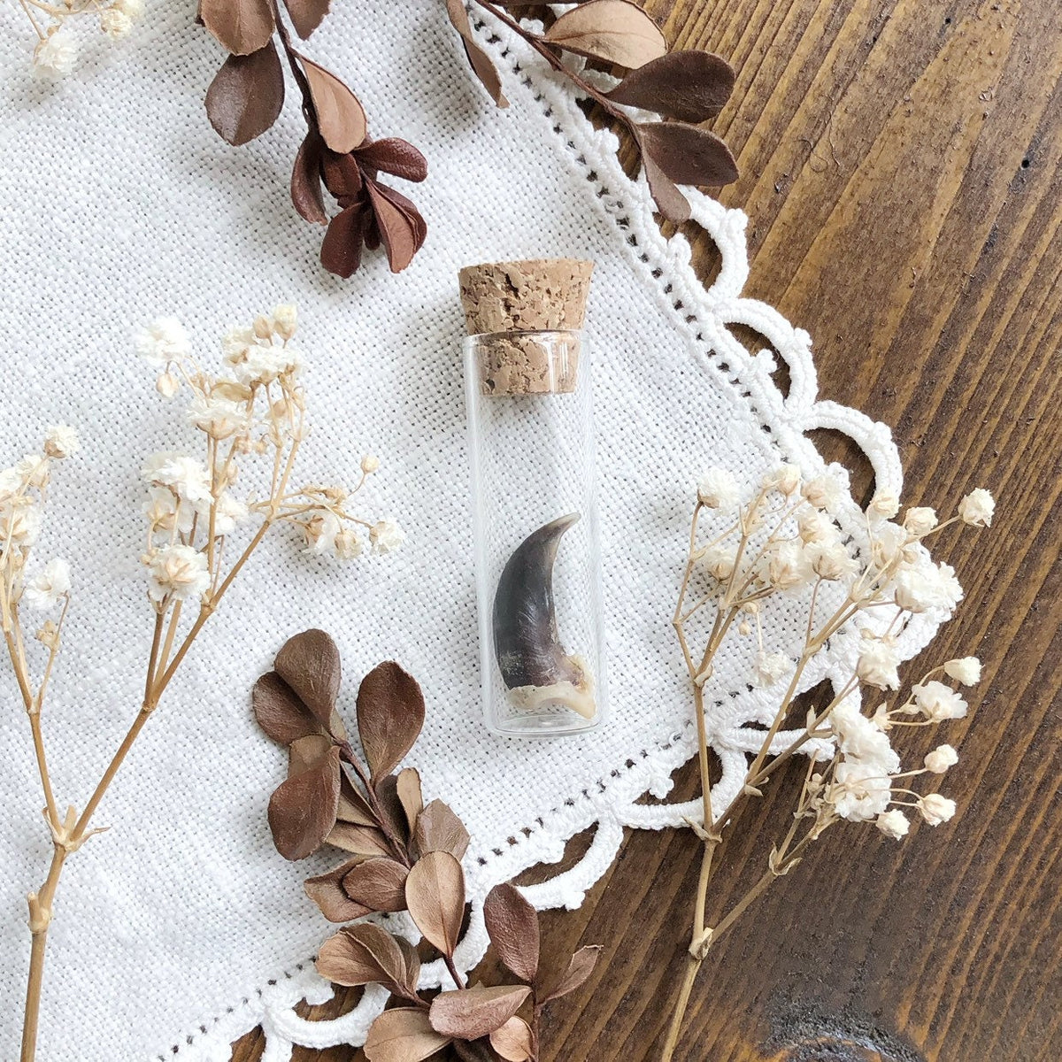 Real Coyote Claw in Glass Vial
