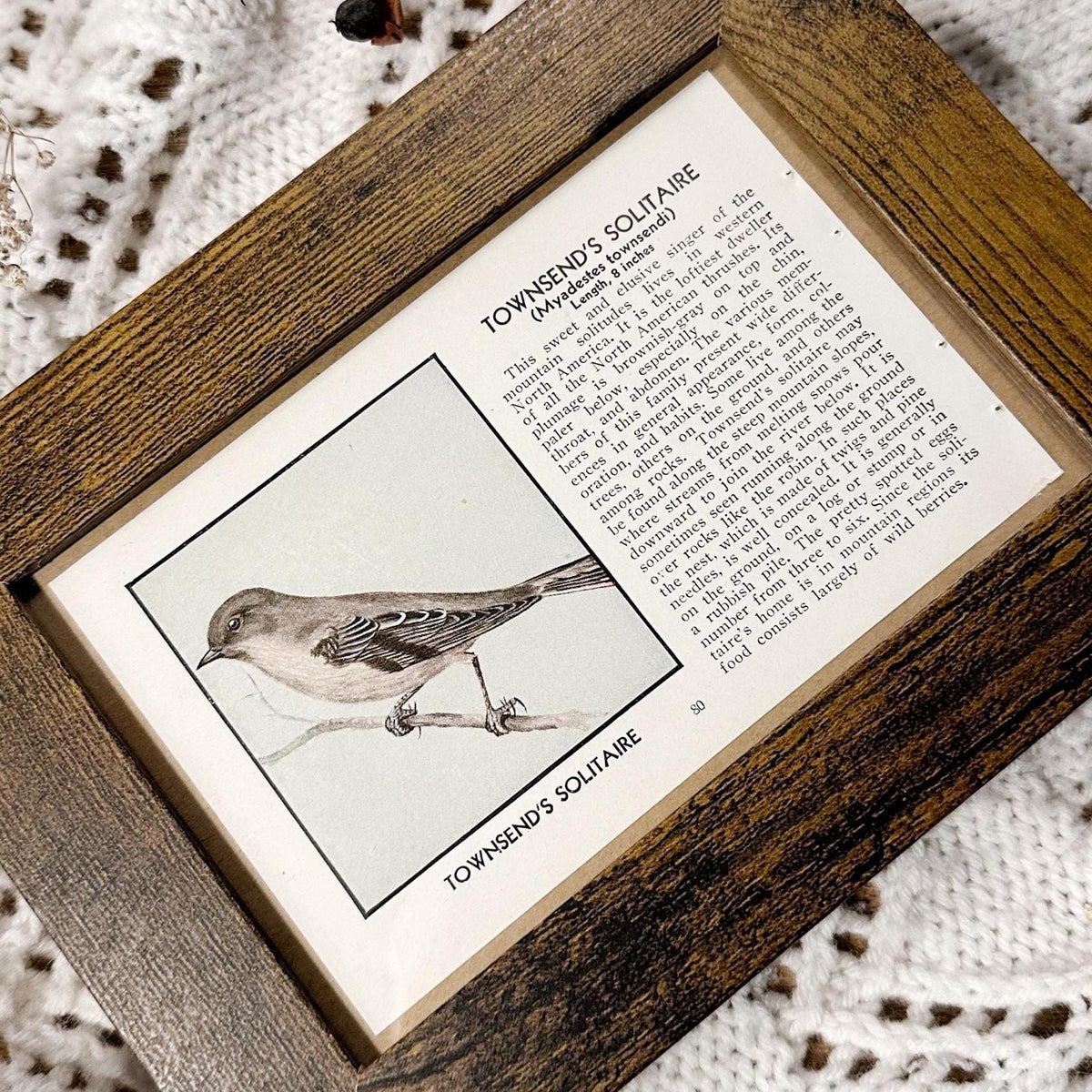 1931 Townsend’s Solitaire – 4x6 Framed Vintage 1930's Bird Book Page