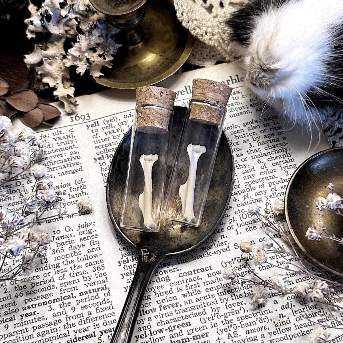 One Real Petite Rat Humerus Bone in Glass Vial – No. 02