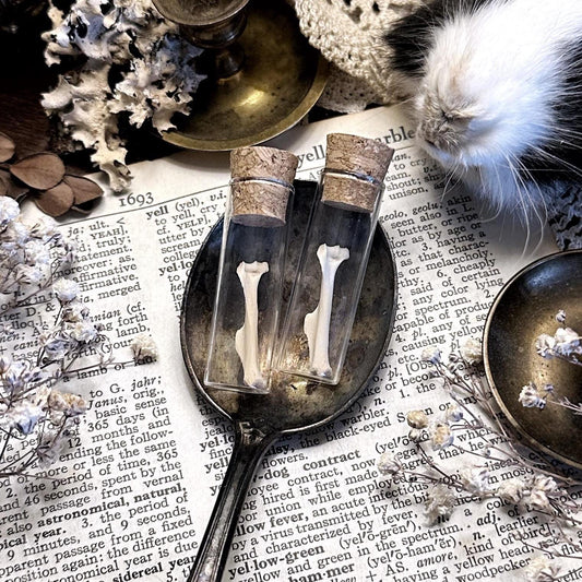 One Real Petite Rat Humerus Bone in Glass Vial – No. 02