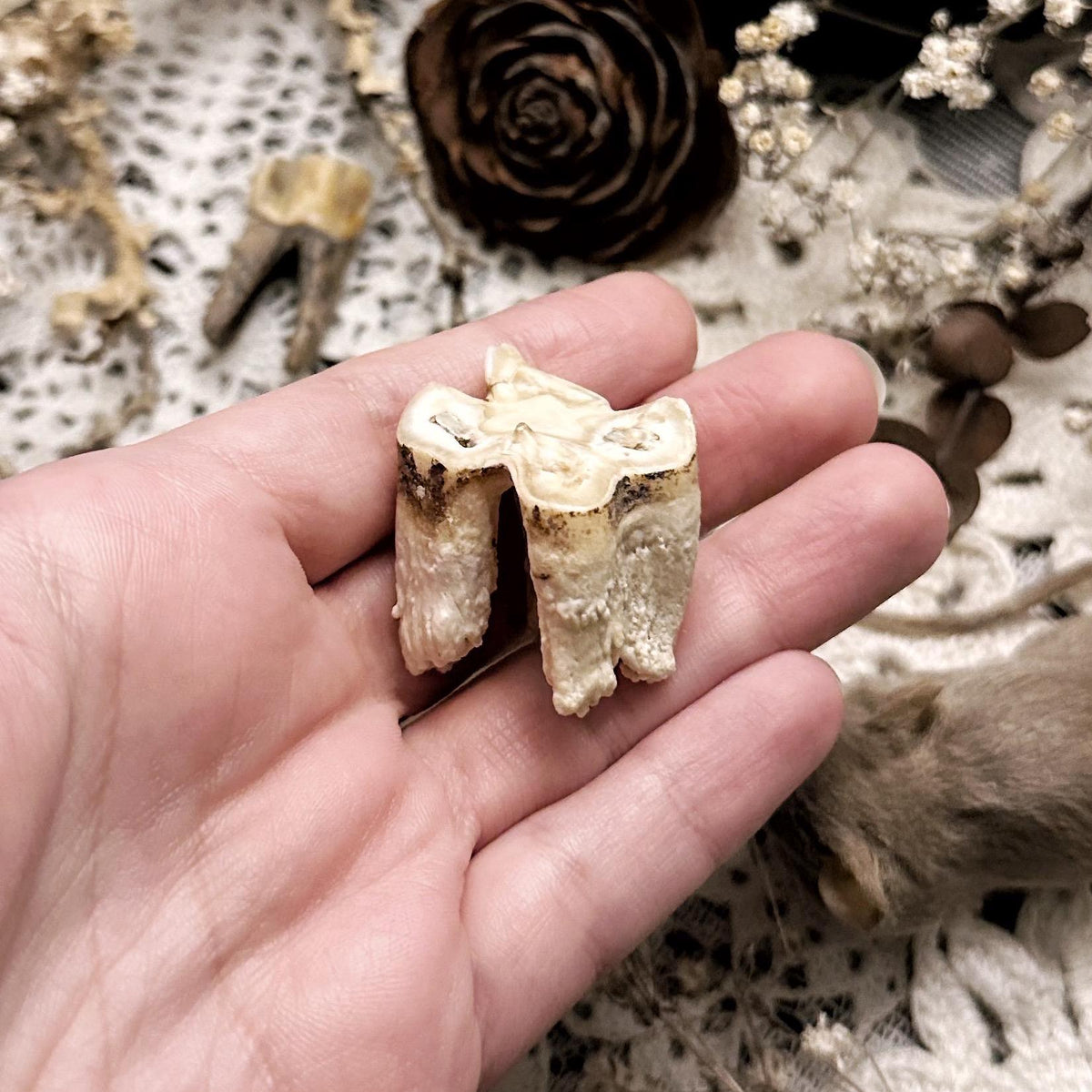 Real Rustic Cow Tooth in Kraft Box – No. 03