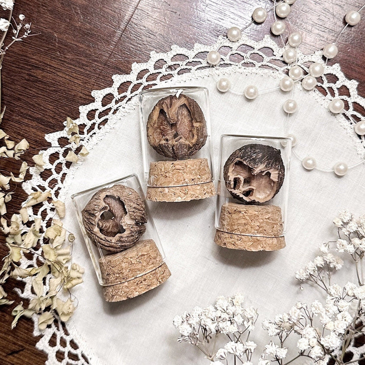 Real Squirrel Chewed Walnut in Glass Vial