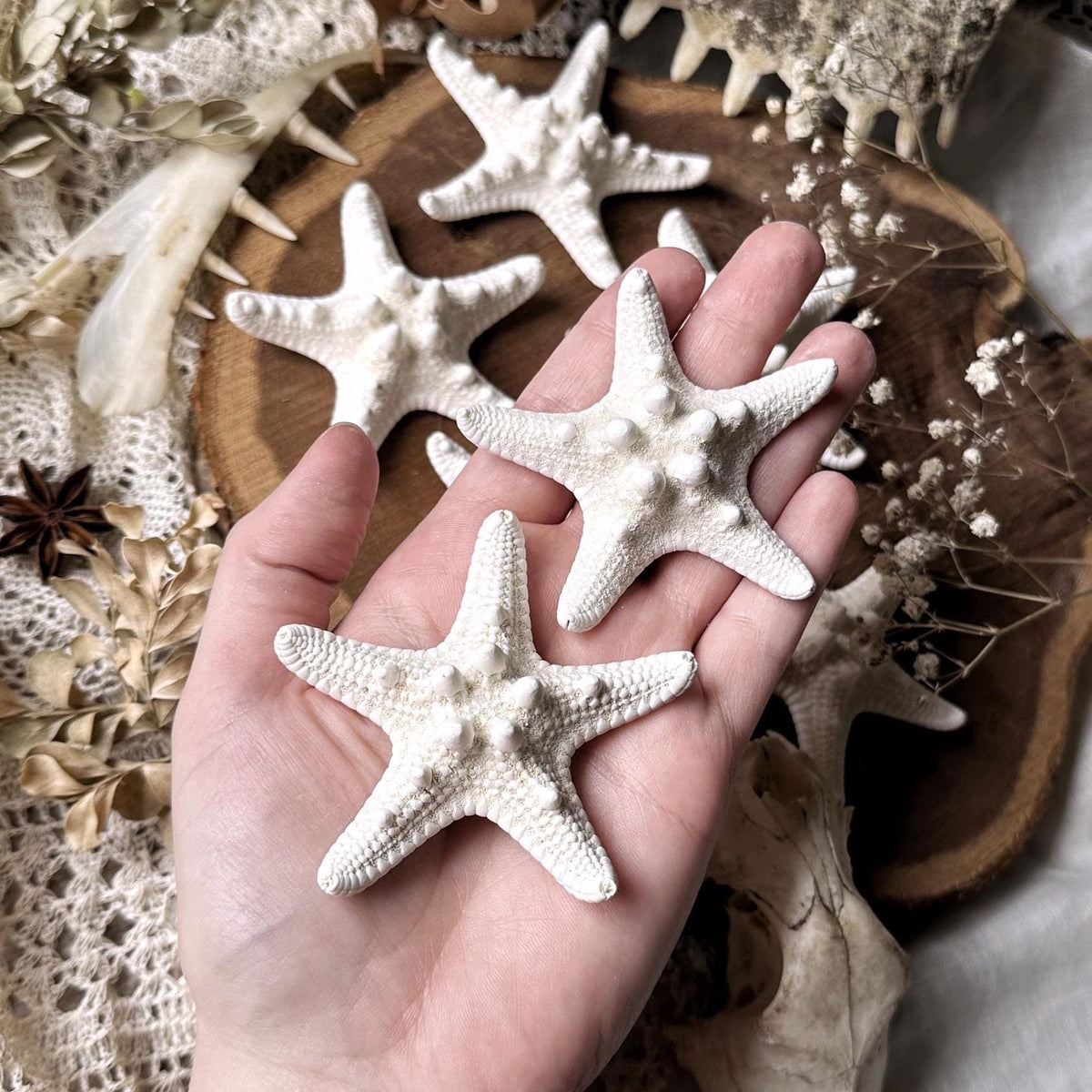 One Real Large Dried Starfish – No. 01