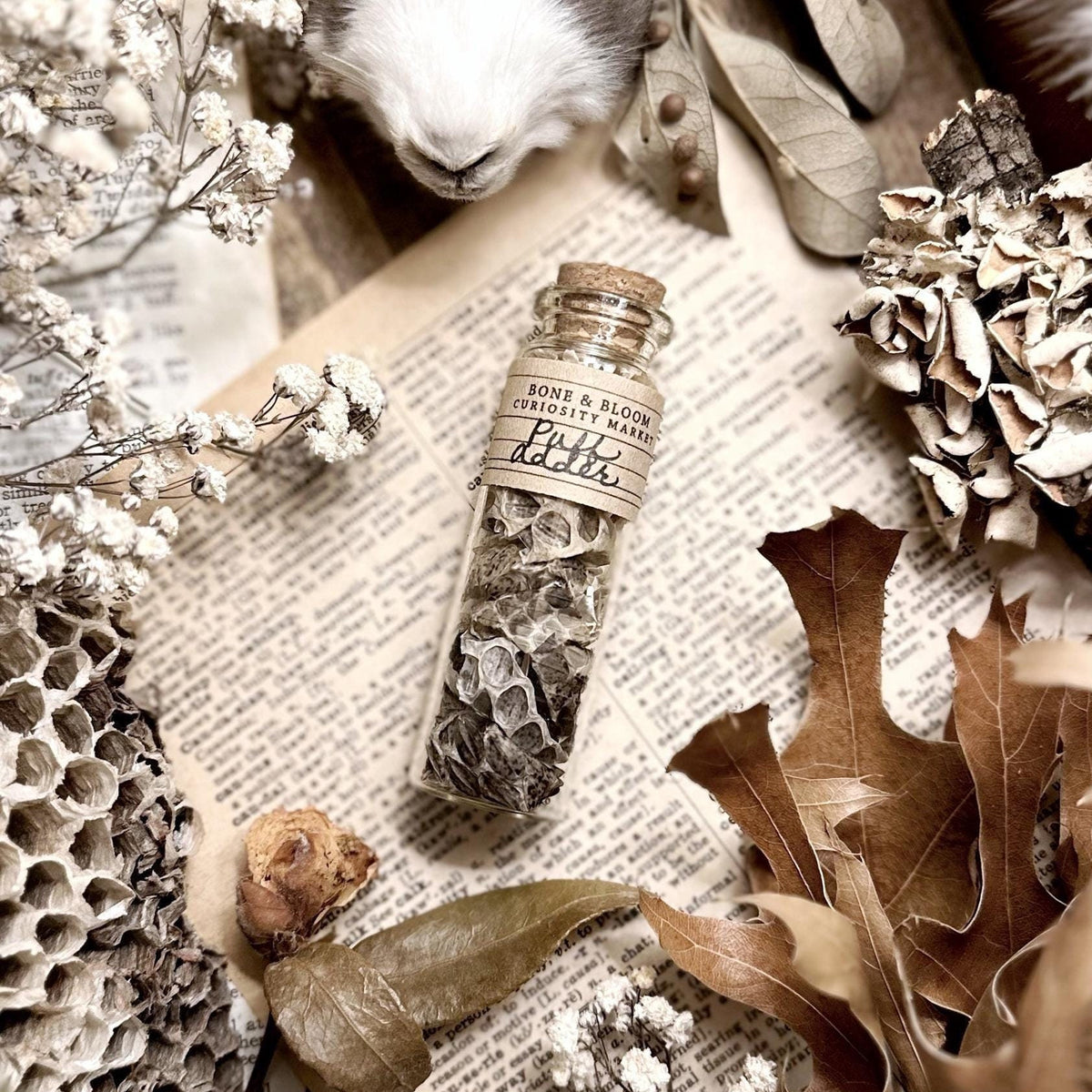 Real Puff Adder Snake Skin in Glass Vial