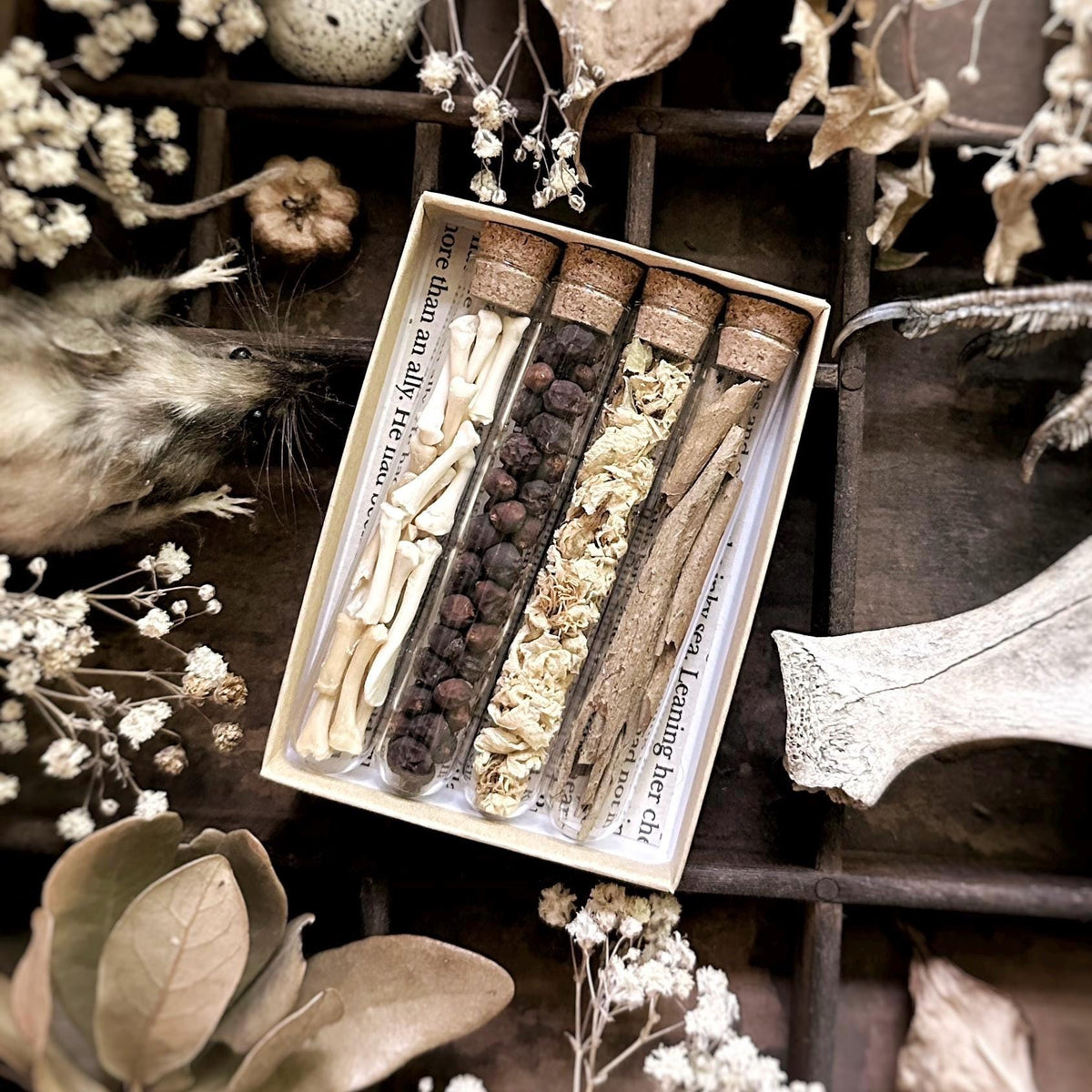 Petite Natural History Collection – No. 07