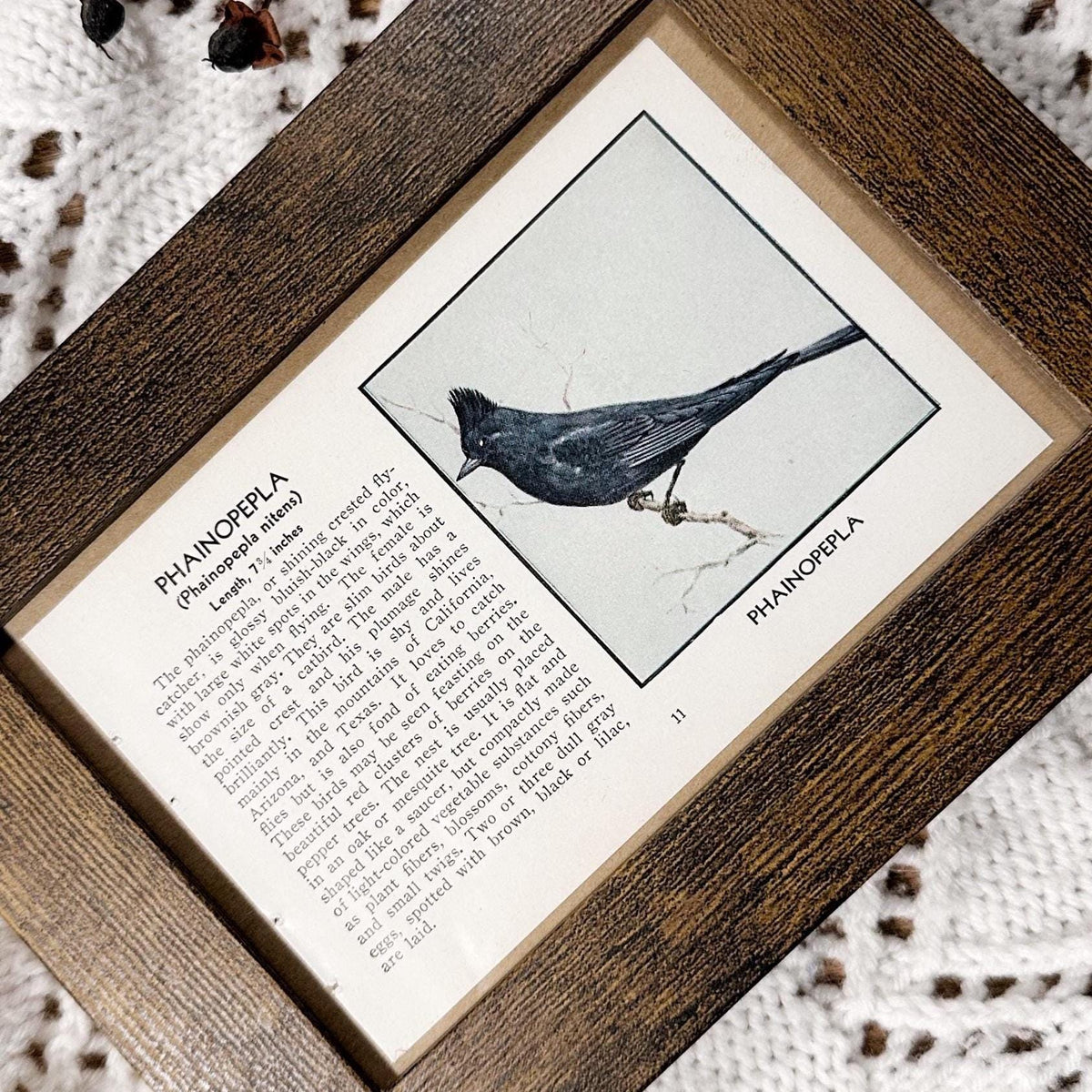 1931 The Shining Crested Flycatcher – 4x6 Framed Vintage 1930's Bird Book Page