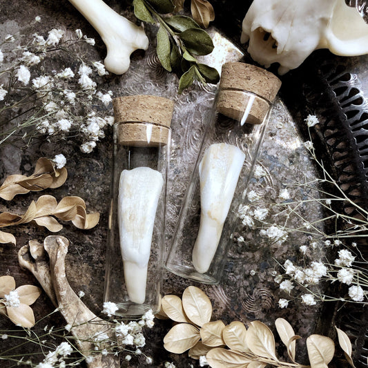 One Real Bison Tooth in Glass Vial – No. 01