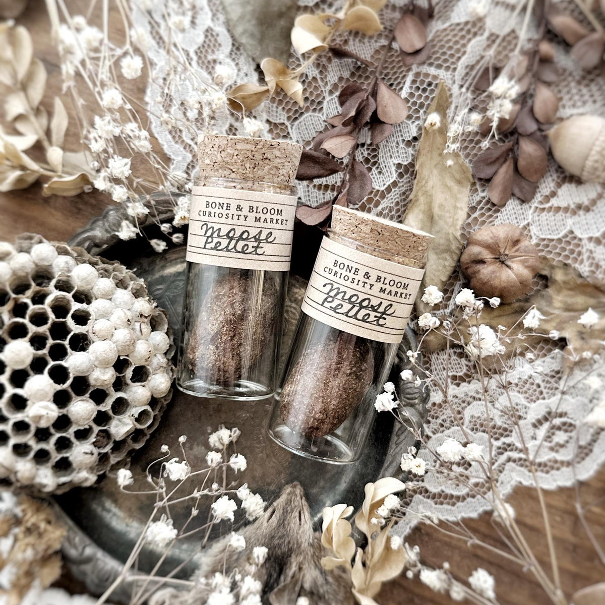One Real Dried Moose Pellet in Glass Vial