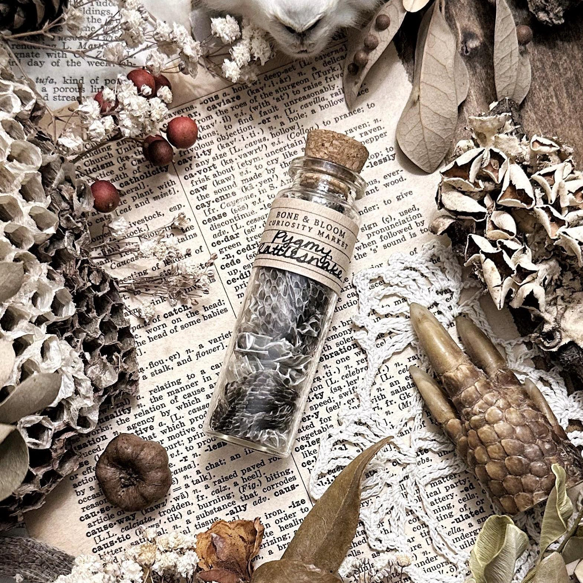 Real Pygmy Rattlesnake Skin in Glass Vial