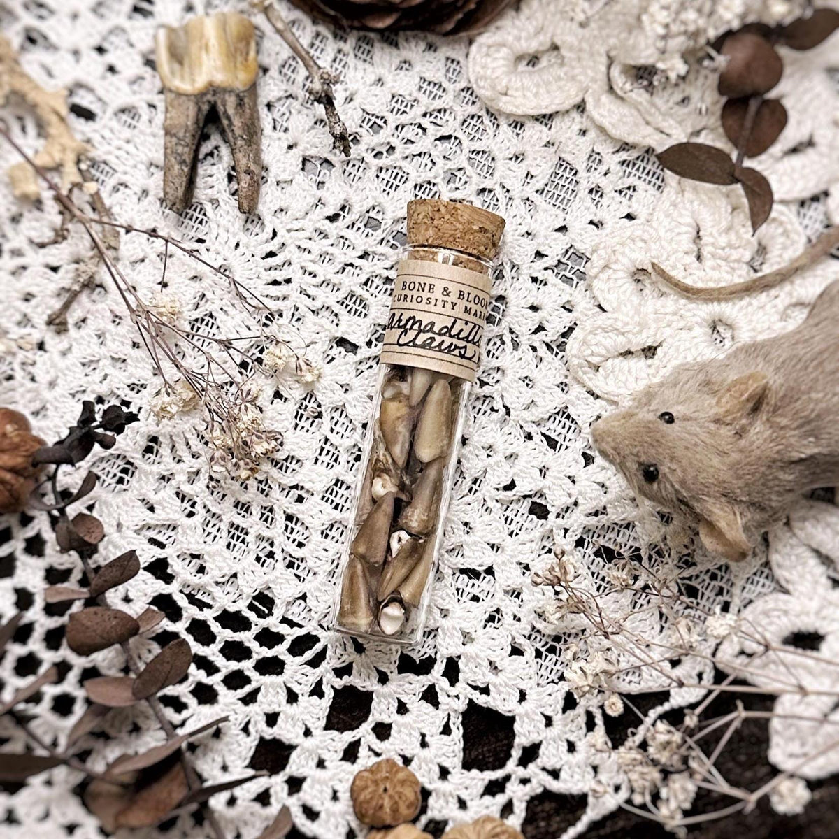 Real Armadillo Claws in Glass Vial