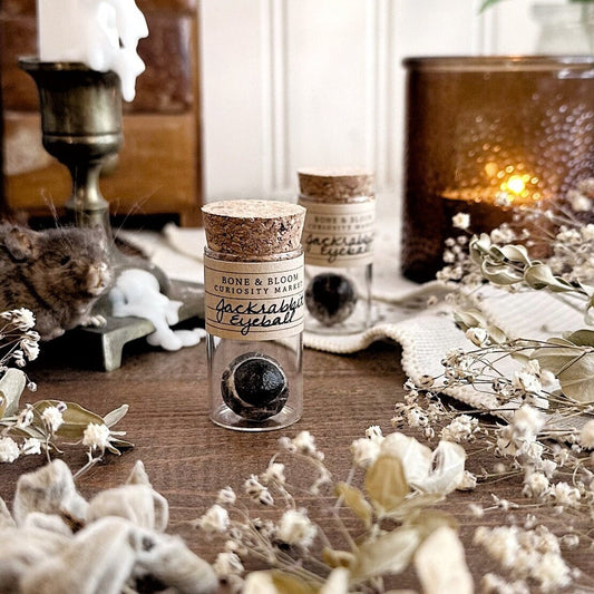 One Real Mummified Jackrabbit Eyeball in Glass Vial