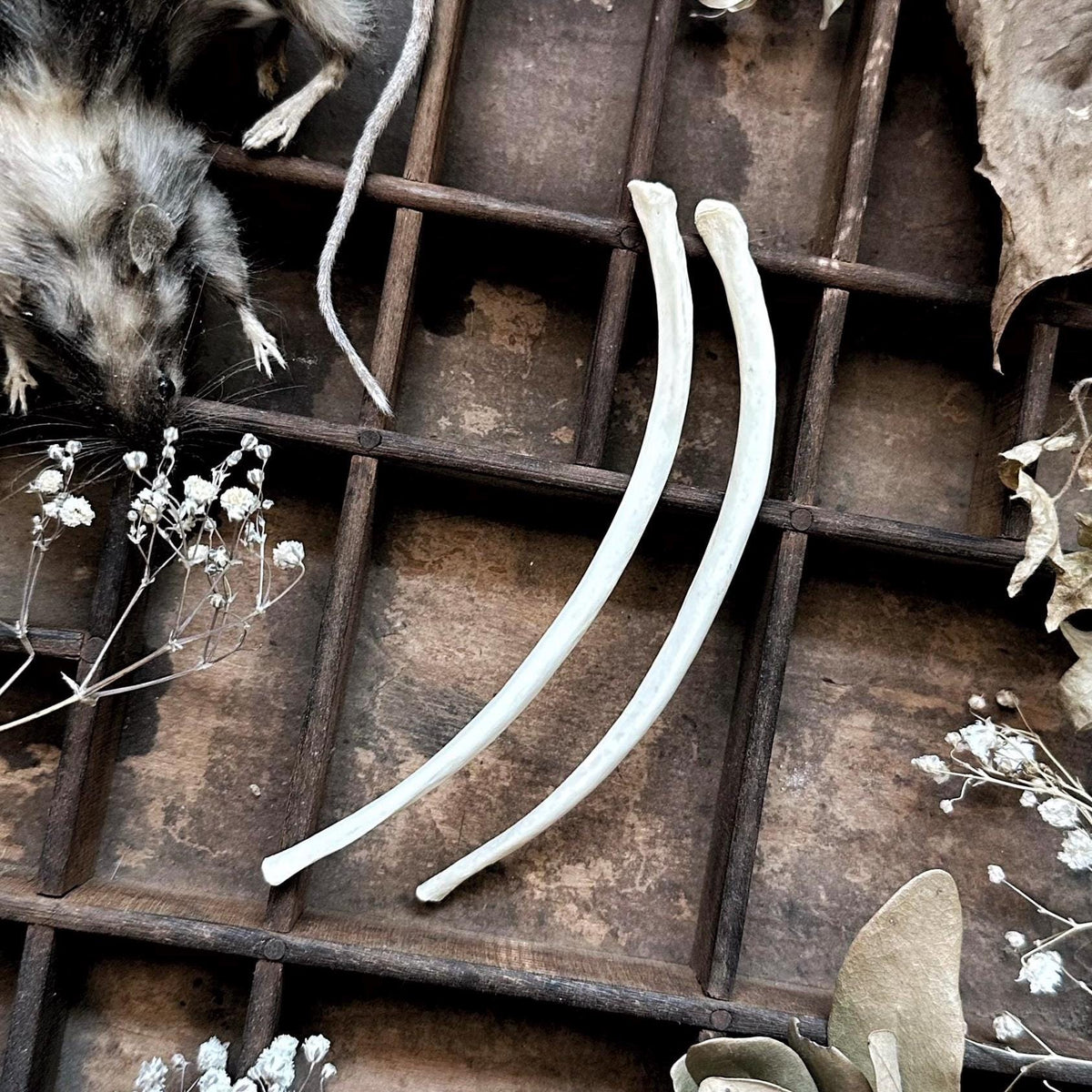 Real Pair of Large Beaver Rib Bones – No. 04