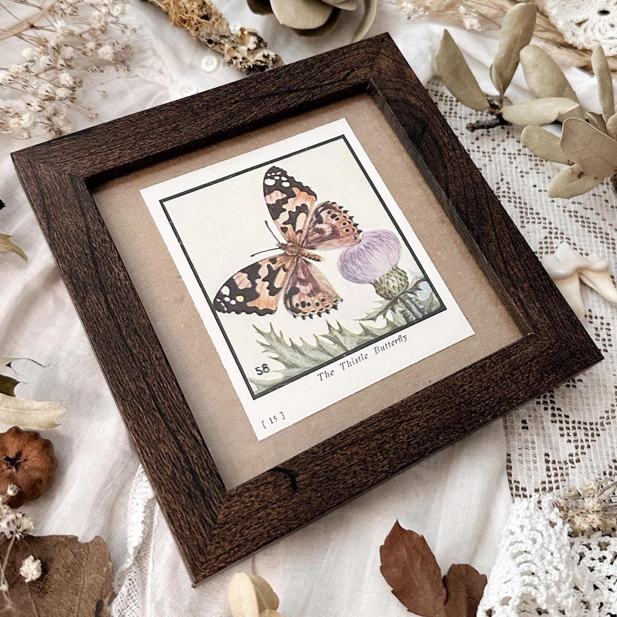 1934 The Thistle Butterfly – 4x4 Framed Vintage 1930's Print